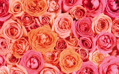 Фон рабочего стола где видно розовые розы, огромный букет, цветы, обои на  рабочий стол, pink roses, a huge bouquet, flowers, desktop wallpaper,  गुलाबी गुलाब, एक विशाल गुलदस्ता, फूल, डेस्कटॉप वॉलपेपर