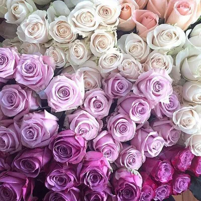 Букет розовых роз много роз цветов Стоковое Изображение - изображение  насчитывающей венчание, бутика: 205826225
