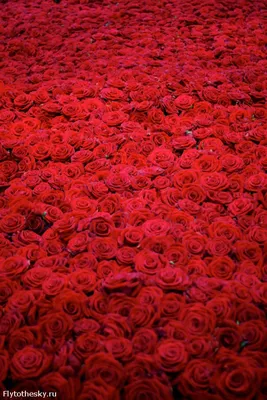 Картинки Розы розовые Цветы Много