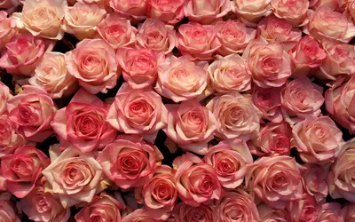 Букет розово-малиновый с ароматными кустовыми розами – розы с доставкой по  Москве и Московской области