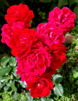 Красных роз много не бывает. Еще 8 моих роз | Цветочница Анюта 🌹 | Дзен