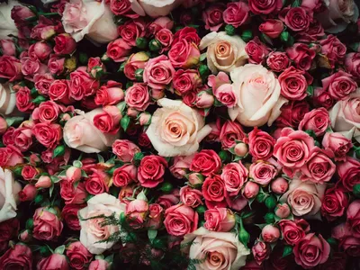 Обои на рабочий стол Очень много розовых роз, обои для рабочего стола,  скачать обои, обои бесплатно