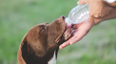 Охотничьи породы собак: виды и особенности | Royal Canin UA