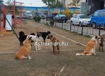 Напала бездомная собака. В посёлке много собак, жители не раз обращались,  вопрос не решён - МОО «Народный КОНТРОЛЬ»