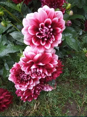 Великолепные розовые георгины садоводство многолетние цветы цветочный фон |  Премиум Фото