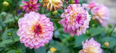 Великолепные розовые георгины многолетние цветы хобби садоводство | Премиум  Фото