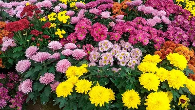 Хризантема мультифлора: посадка, уход, фото | Agro-Market