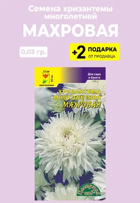 Осенняя хризантема многолетник - 59 фото