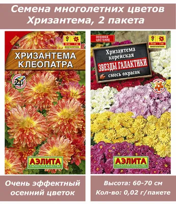 Хризантемы многолетние, розовые саженцы