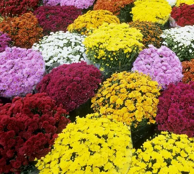 Хризантема Корейская смесь
