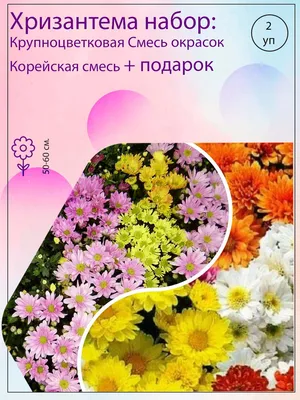 Хризантема мультифлора Бордовая с доставкой! 🌱 [О101168]