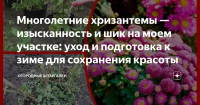 Укрытие хризантемы на зиму в разных регионах России: в Подмосковье, средней  полосе, Сибири, на Урале | Антонов сад - дача и огород | Дзен
