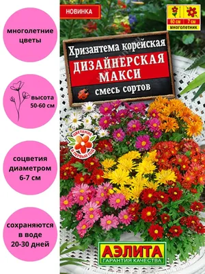 Хризантема корейская Сюрприз, Саженцы, С1 (1 литр), ЗКС - Цветы многолетние  - купить в Москве, цены на Мегамаркет