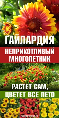 Гайлардия. Неприхотливый многолетник. Растет сам, цветет все лето | Летние  растения, Уличные растения, Многолетние растения