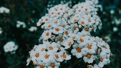 Многолетние низкорослые цветы: 8 названий лучших видов для вашей дачи (с  фото) - Дом Mail.ru