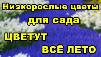 НИЗКОРОСЛЫЕ ЦВЕТЫ ДЛЯ САДА, ЦВЕТУЩИЕ ВСЕ ЛЕТО - YouTube