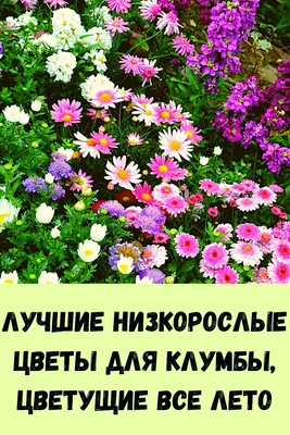 Многолетние низкорослые цветы для дачи - 76 фото