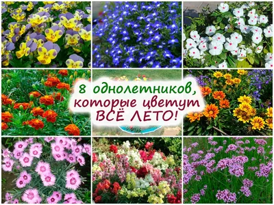 Низкорослые долгоцветущие цветы - 70 фото