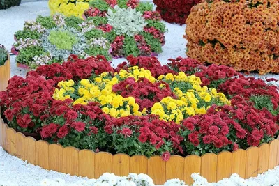 Низкорослые цветы для клумб цветущие все лето: названия с фото