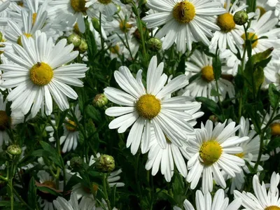 Ромашка канадская (Leucanthemella serotinum): купить саженцы в  Екатеринбурге в питомнике по цене 520.00 Р