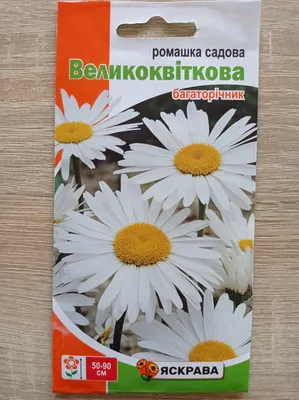 Садовая ромашка, или Нивяник — всегда актуален и незаменим | Ромашки,  Дельфиниум, Дизайн сада