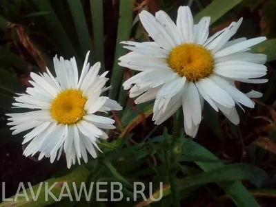 Ромашка (нивяник) \"Рейн Вью\" (\"Rhine View\")., цена в Пскове от компании  Вилла-Планта (питомник растений)