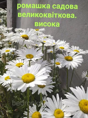 Саженцы Ромашки Садовой Желтой (Рудбекия Жёлтая) (Leucanthemum) P9 заказать  по почте в питомнике DREVO •1867651547