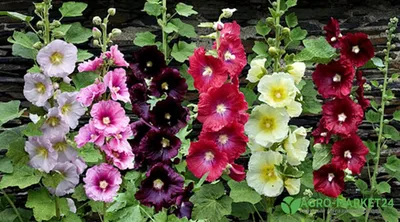 Многолетники цветущие все лето, названия, фото – Agro-Market24