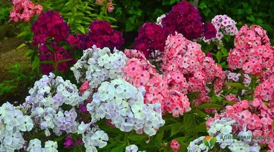 Многолетние цветы, которые будут цвести все лето 🌷 | Блог METRO