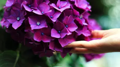 Цветы для клумбы, цветущие все лето - Бобёр.ру