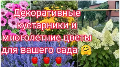 Теневыносливые декоративные кустарники для сада