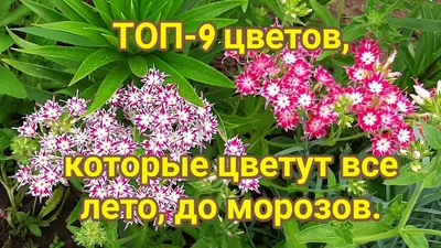 ТОП 9 цветов, которые цветут все лето до морозов - YouTube