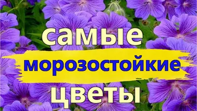 САМЫЕ МОРОЗОСТОЙКИЕ МНОГОЛЕТНИЕ ЦВЕТЫ и РАСТЕНИЯ!/Елена Мир Семян и Цветов  - YouTube