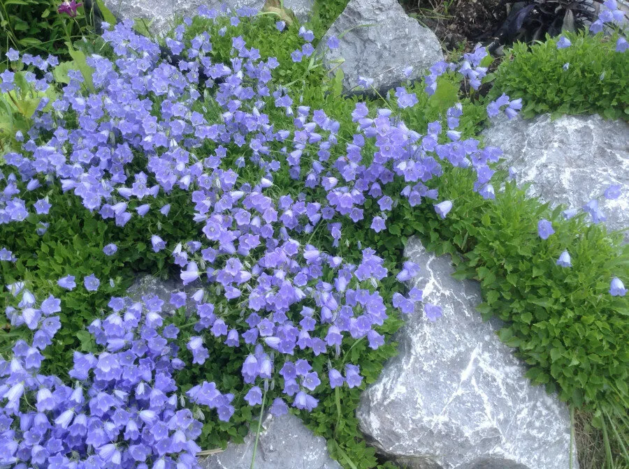 Карпатский Колокольчик В Ландшафтном Дизайне Фото