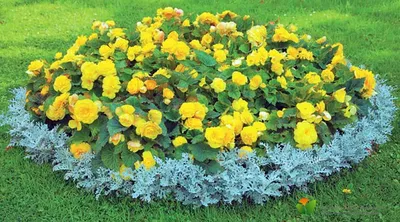 Многолетние цветы для бордюров, названия, фото – Agro-Market