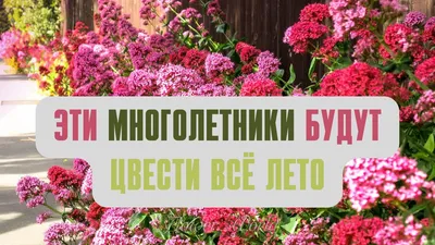 Многолетние садовые цветы, которые цветут все лето