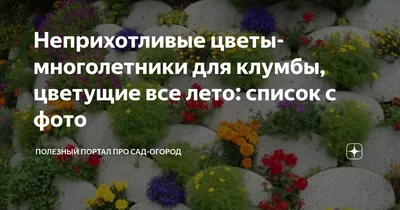 Неприхотливые цветы-многолетники для клумбы, цветущие все лето: список с  фото | Полезный портал про сад-огород | Дзен