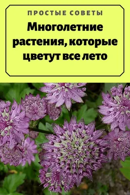 Низкорослые цветы для клумбы: 25 лучших