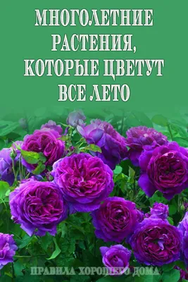 Многолетники цветущие все лето, названия, фото – Agro-Market24