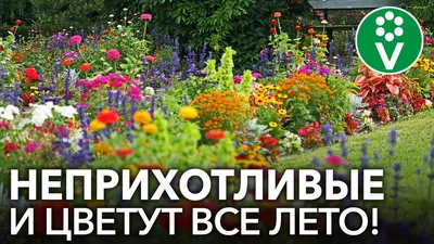 Низкорослые цветы, цветущие все лето: 121 лучших с фото и названиями |  ivd.ru