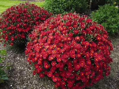 Дачные растения, цветущие всё лето: 10 саженцев для клумб — Roomble.com