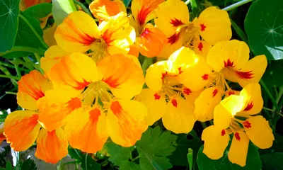 Цветущие все лето многолетние растения - Полезные советы красоты |  Многолетние растения, Растения, Цветник