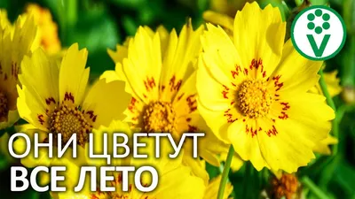 Украшение сада: 5 растений, которые цветут все лето