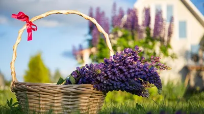 Многолетники цветущие все лето, названия, фото – Agro-Market24
