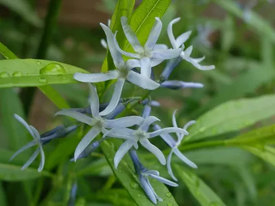 Зимостойкие многолетники ⋆ растения для сада ⋆ blumgarden.ru