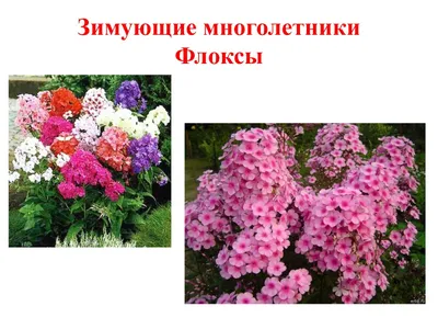Многолетники зимующие в открытом грунте - 64 фото