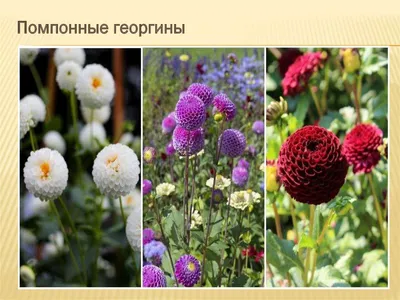 Зимостойкие многолетники ⋆ растения для сада ⋆ blumgarden.ru