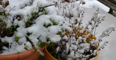 Вот и лето прошло: Что делать с растениями и уличными кашпо по осени |  Houzz Россия