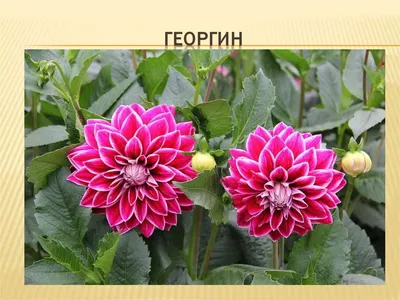 Как сохранить растения до будущей весны