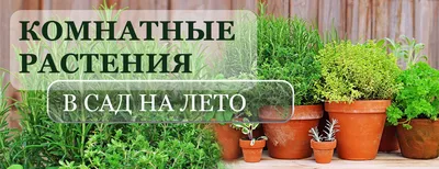 КАК СОХРАНИТЬ РАСТЕНИЕ В КОНТЕЙНЕРЕ ЗИМОЙ